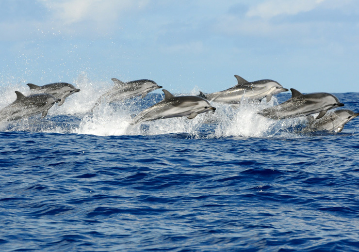 Dolphin Tour